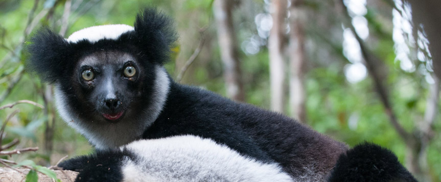 Indri Indri